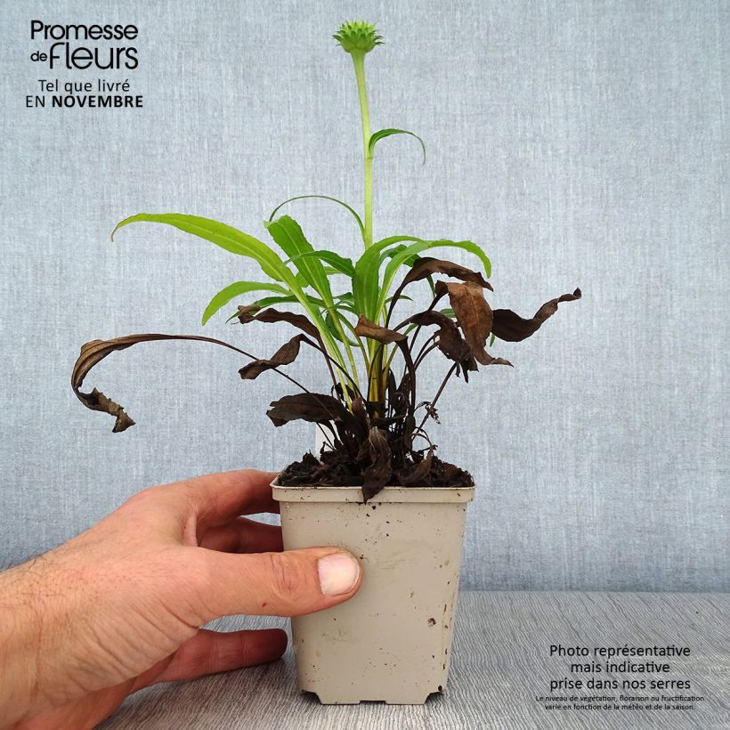 Ejemplar de Echinacea purpurea Colourburst Orange Maceta de 8/9 cm entregado en otoño