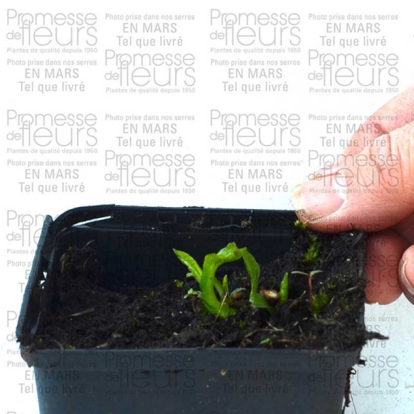 Ejemplo de ejemplar de Echinacea purpurea Coupe Soleil Maceta de 8/9 cm tal y como se entrega
