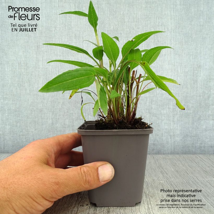 Ejemplar de Echinacea Dark Shadows Wicked Maceta de 8/9 cm entregado en verano