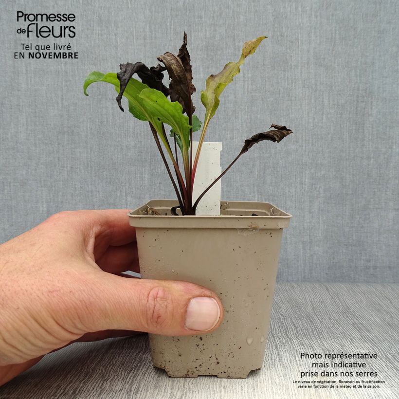Ejemplar de Echinacea purpurea Eccentric Maceta de 8/9 cm entregado en otoño