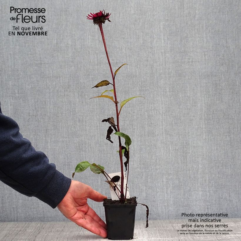 Ejemplar de Echinacea purpurea Fatal Attraction Maceta de 8/9 cm entregado en otoño