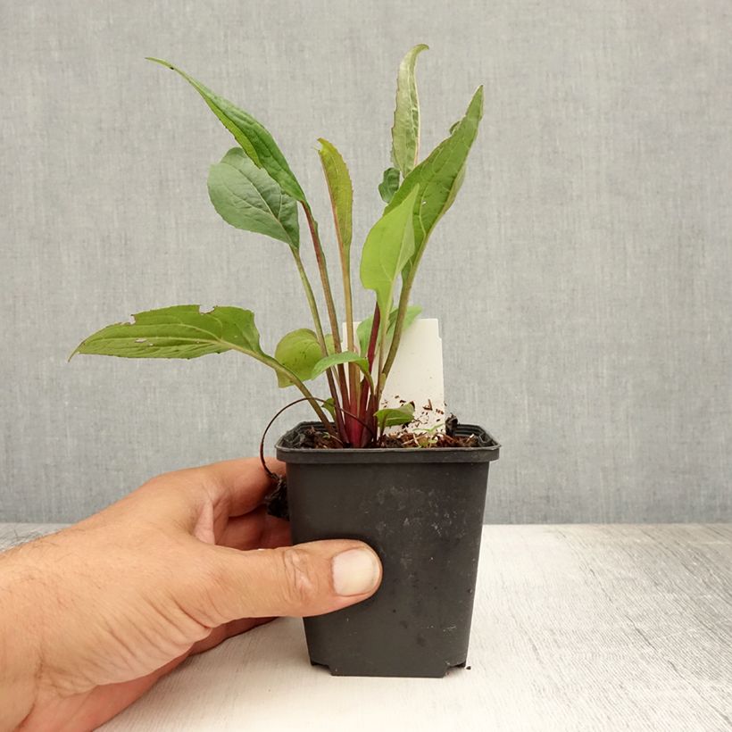 Ejemplar de Echinacea purpurea Fatal Attraction Maceta de 8/9 cm entregado en verano