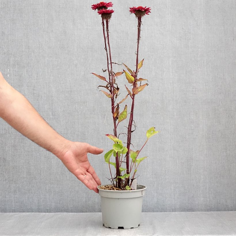 Ejemplar de Echinacea purpurea Fatal Attraction Maceta 2L/3L entregado en verano