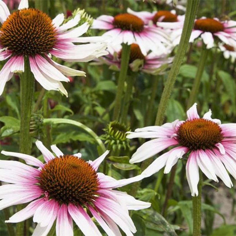 Echinacea purpurea Funky White (Floración)