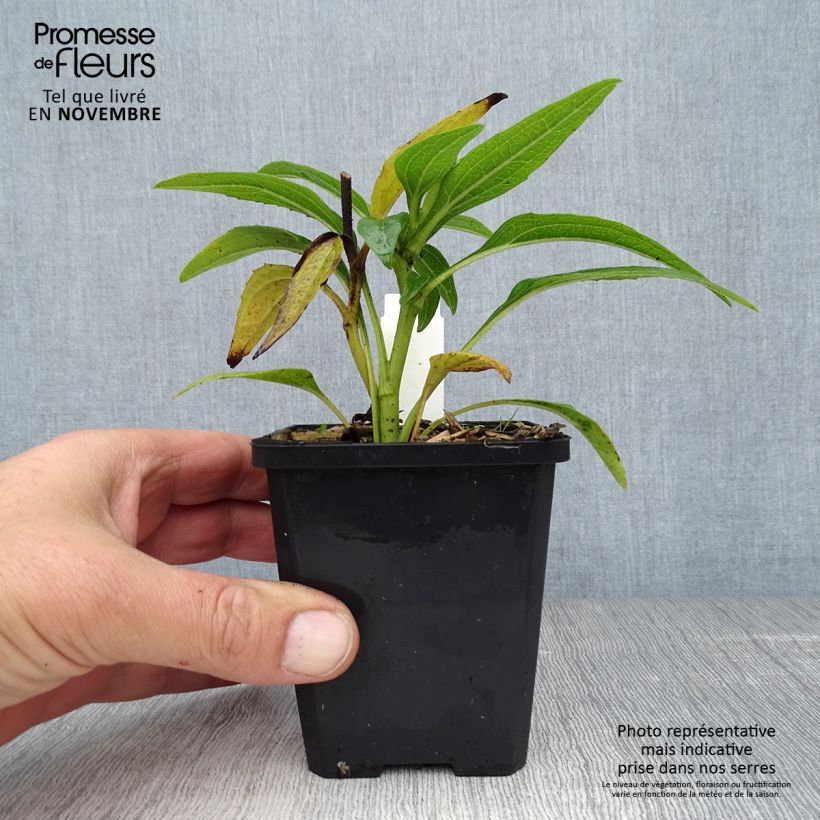 Ejemplar de Echinacea purpurea Green Envy Maceta de 8/9 cm entregado en otoño