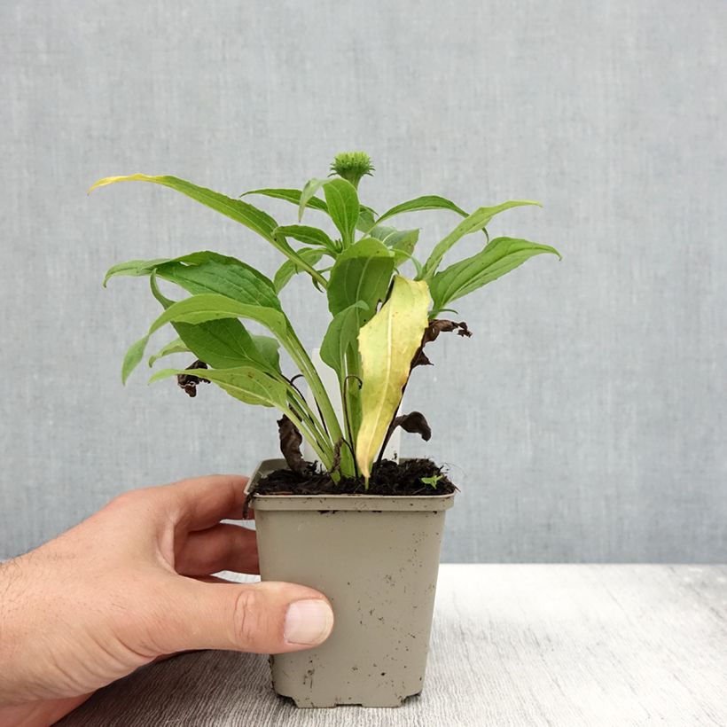 Ejemplar de Echinacea purpurea Harvest Moon Maceta de 8/9 cm entregado en otoño