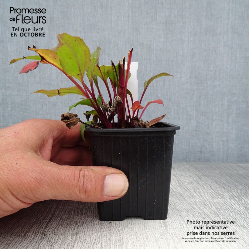 Ejemplar de Echinacea purpurea Hot Summer Maceta de 8/9 cm entregado en otoño