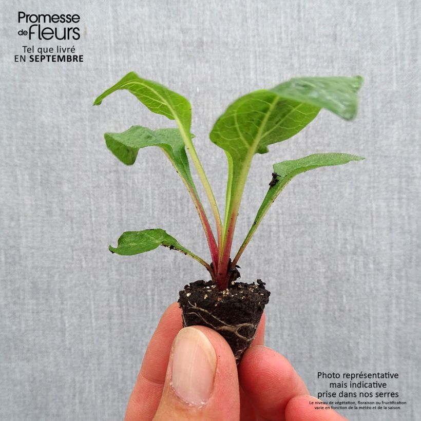 Ejemplar de Echinacea purpurea Lakota Red minicepellón: Ø 3/4 cm entregado en otoño