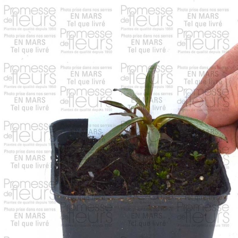 Ejemplo de ejemplar de Echinacea purpurea Summer Salsa Maceta de 8/9 cm tal y como se entrega