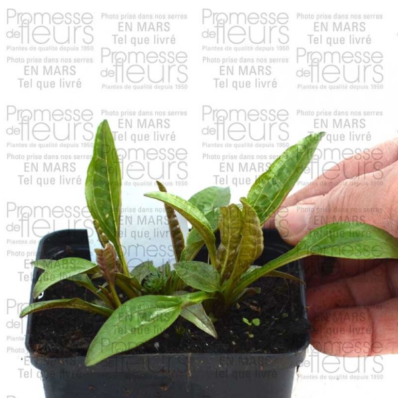 Ejemplo de ejemplar de Echinacea purpurea Pacific Summer Maceta de 8/9 cm tal y como se entrega