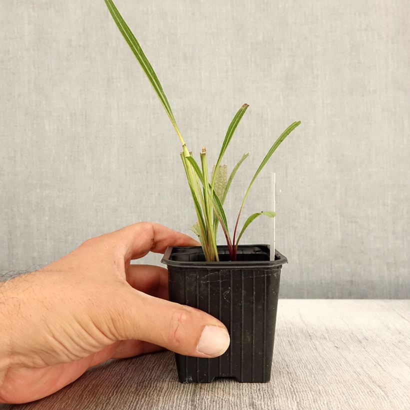 Ejemplar de Echinacea paradoxa - Equinácea paradójica Maceta de 8/9 cm entregado en otoño