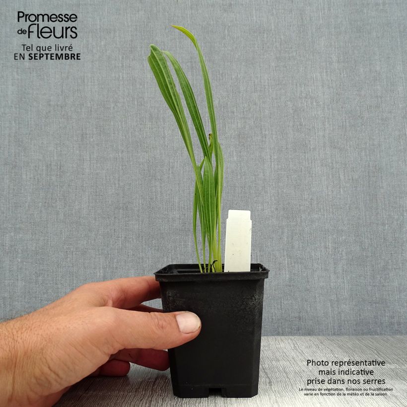 Ejemplar de Echinacea paradoxa - Equinácea paradójica Maceta de 8/9 cm entregado en verano