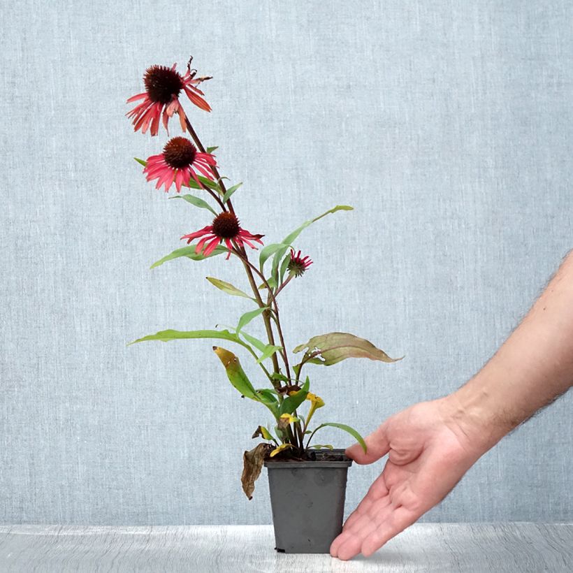 Ejemplar de Echinacea purpurea Prima Ruby Maceta de 8/9 cm entregado en verano