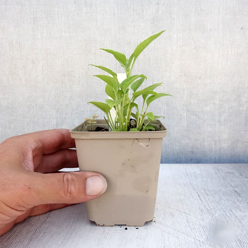 Ejemplar de Echinacea purpurea Purity Maceta de 8/9 cm entregado en verano