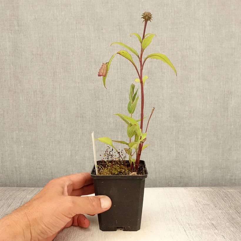 Ejemplar de Echinacea purpurea Augustkönigin - Echinacée Godet de 8/9 cm entregado en verano