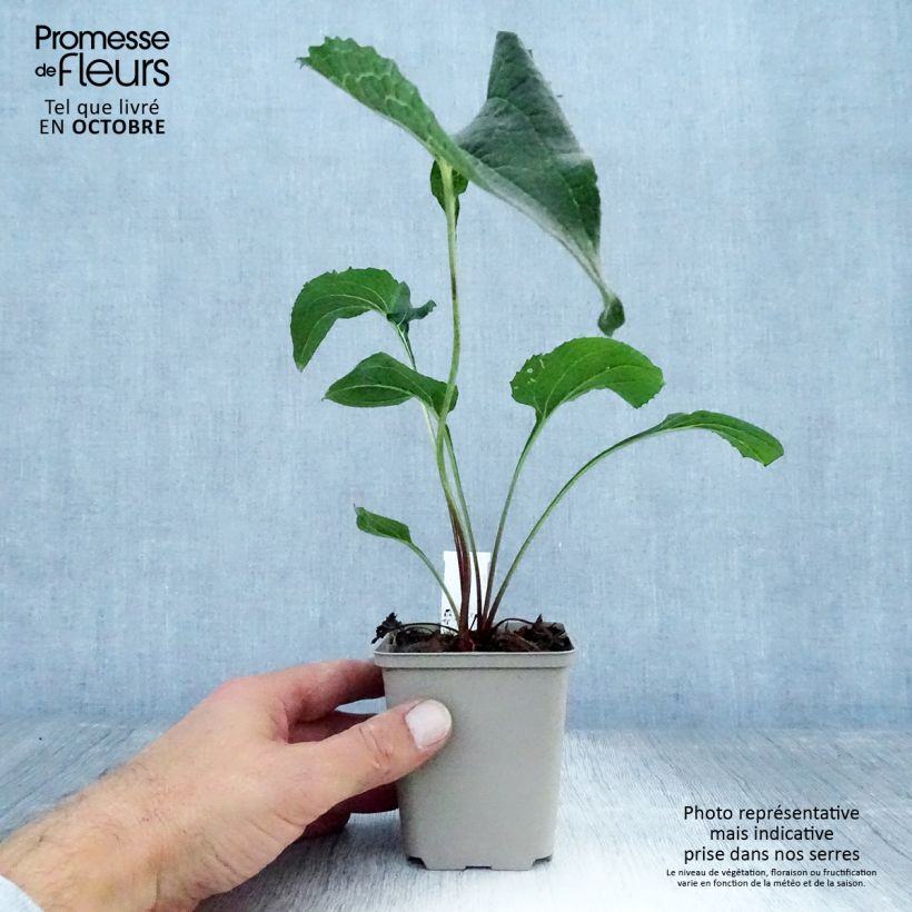 Ejemplar de Echinacea purpurea Double Decker Maceta de 8/9 cm entregado en otoño