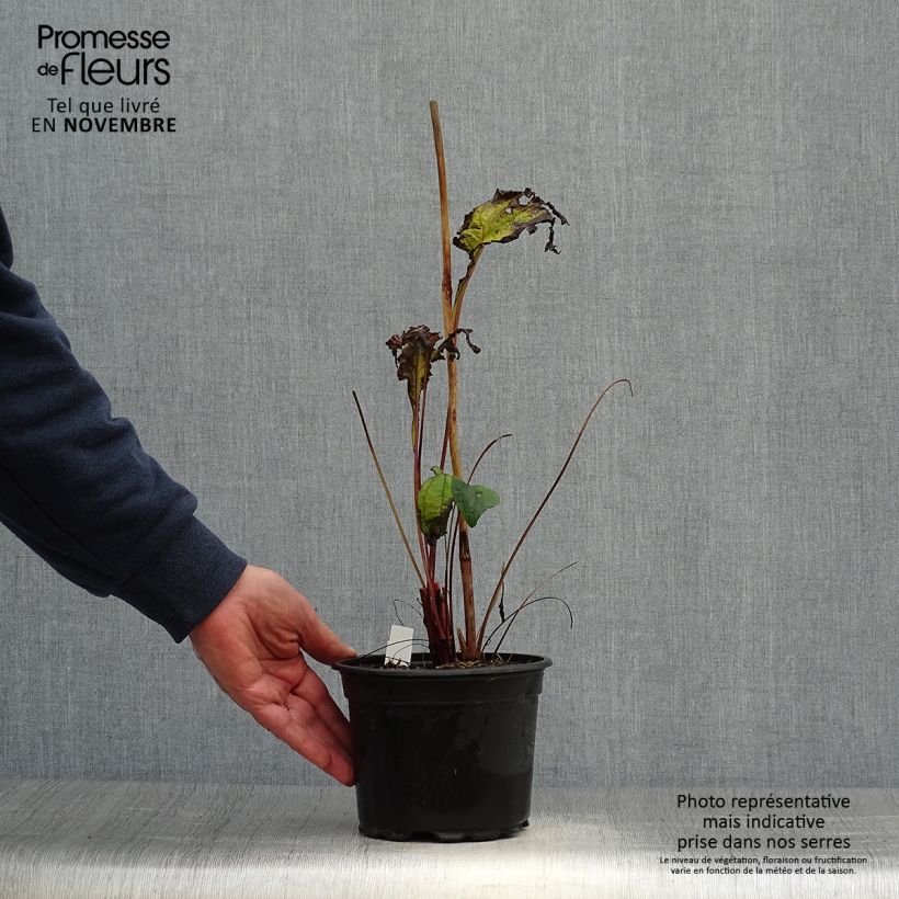 Ejemplar de Echinacea purpurea purpúrea Maceta 2L/3L entregado en otoño