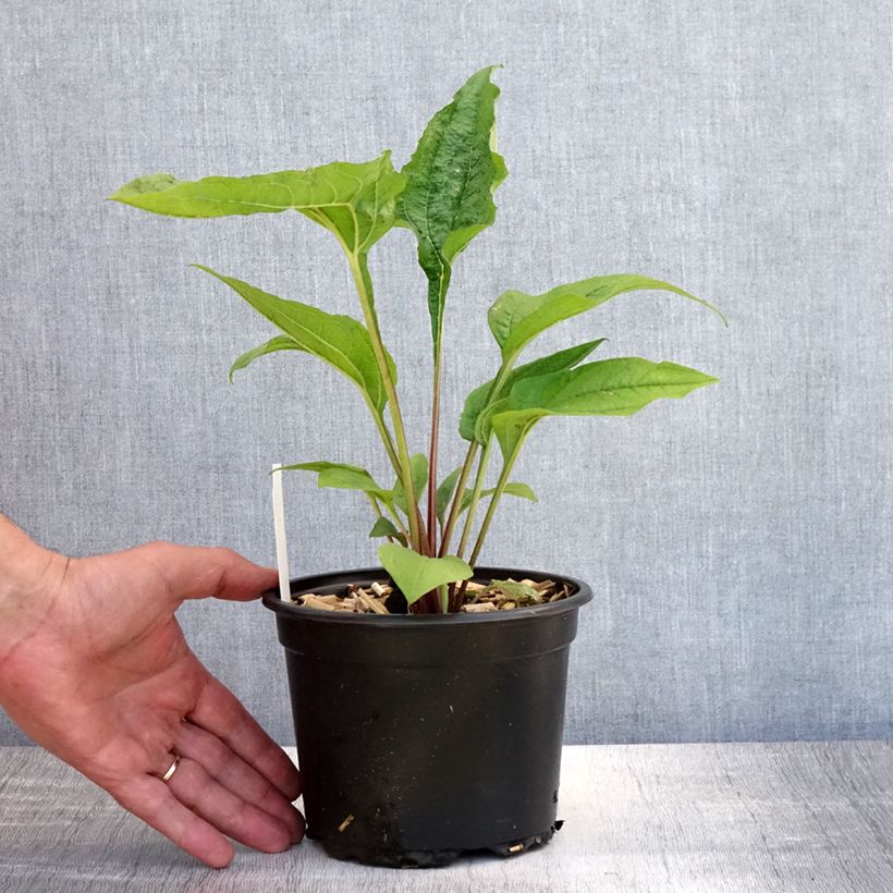 Ejemplar de Echinacea purpurea purpúrea Maceta 2L/3L entregado en verano