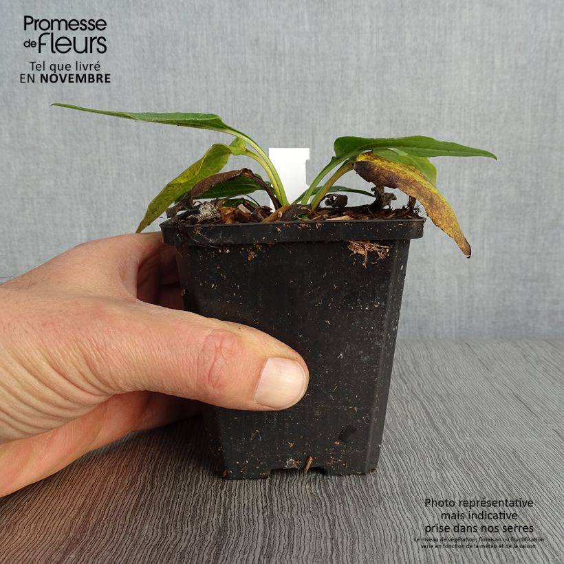 Ejemplar de Echinacea purpurea Espinoso Green Maceta de 8/9 cm entregado en otoño