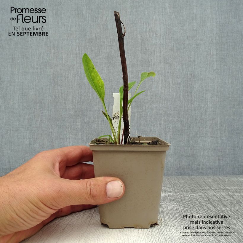 Ejemplar de Echinacea purpurea Funky Yellow Maceta de 8/9 cm entregado en verano