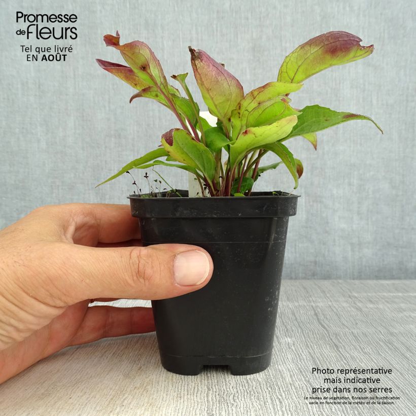 Ejemplar de Echinacea purpurea Leuchtstern Maceta de 8/9 cm entregado en verano