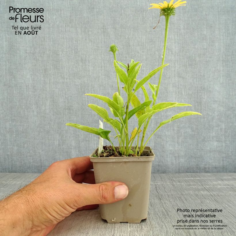 Ejemplar de Echinacea purpurea Mac 'n' Cheese Maceta de 8/9 cm entregado en verano