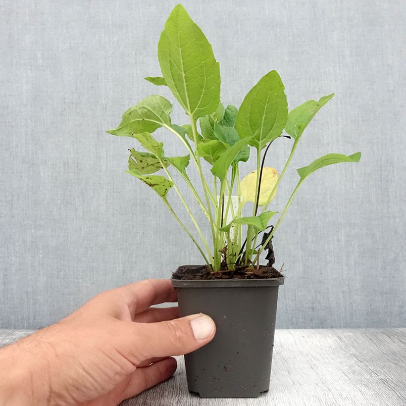 Ejemplar de Echinacea purpurea Milkshake Maceta de 8/9 cm entregado en verano