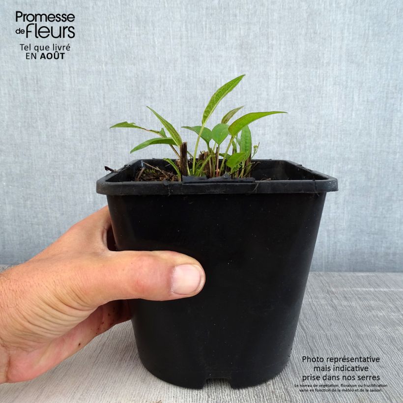 Ejemplar de Echinacea purpurea Pica Bella - Echinacée en pot de 2 litres entregado en verano