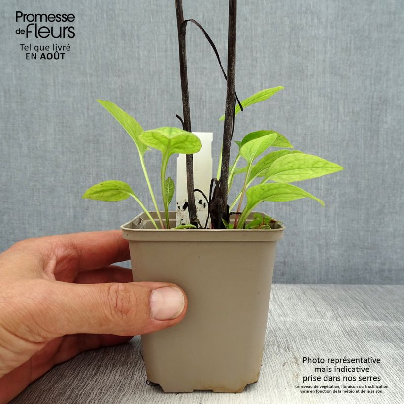 Ejemplar de Echinacea purpurea Razzmatazz Maceta de 8/9 cm entregado en verano