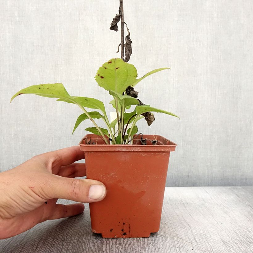 Ejemplar de Echinacea purpurea Summer Cocktail Maceta 1L/1,5L entregado en otoño