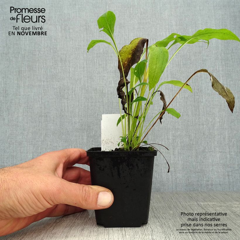 Ejemplar de Echinacea purpurea Sunrise Maceta de 8/9 cm entregado en otoño