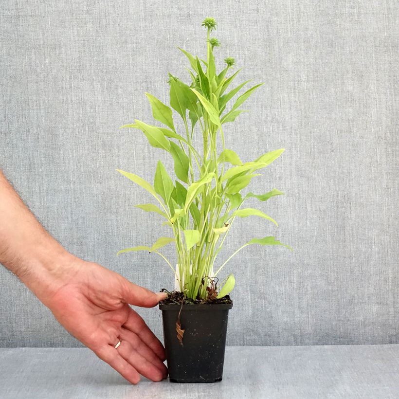 Ejemplar de Echinacea purpurea Sunrise Maceta de 8/9 cm entregado en verano