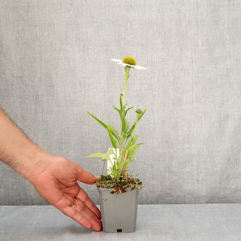 Ejemplar de Echinacea purpurea White Meditation Maceta de 8/9 cm entregado en verano