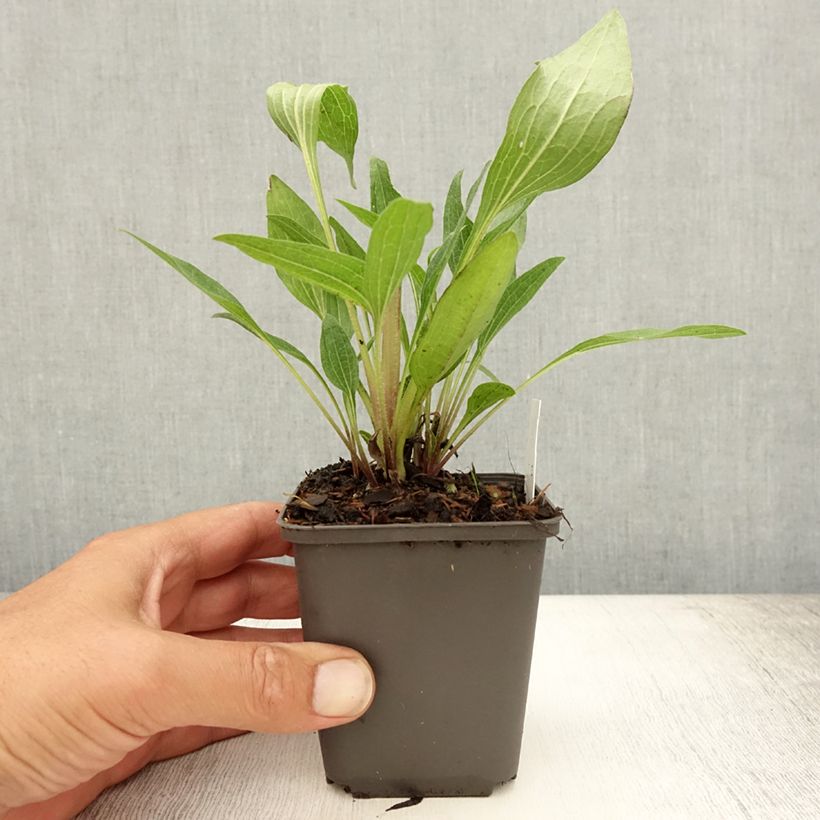 Ejemplar de Echinacea purpurea Southern Belle Maceta de 8/9 cm entregado en verano