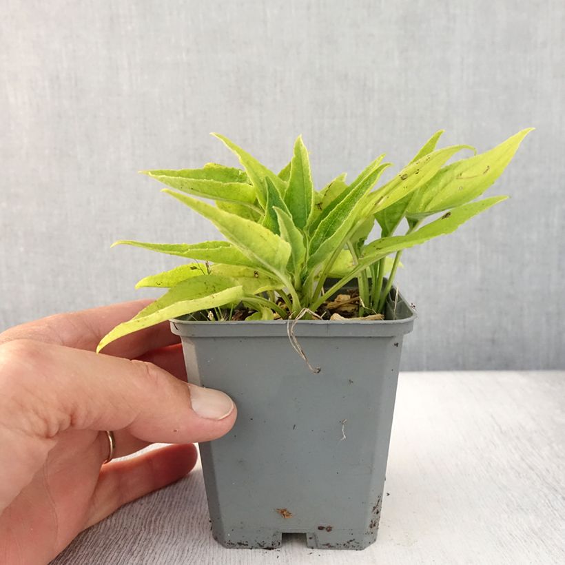 Ejemplar de Echinacea purpurea SunSeekers Apple Green Maceta de 8/9 cm entregado en verano