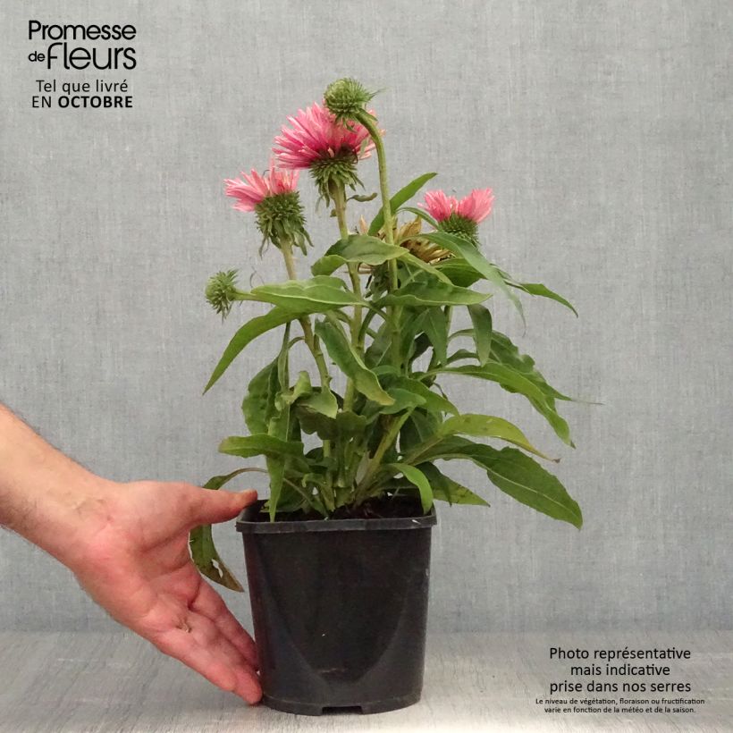 Ejemplar de Echinacea purpurea SunSeekers Salmon Maceta 2L/3L entregado en otoño