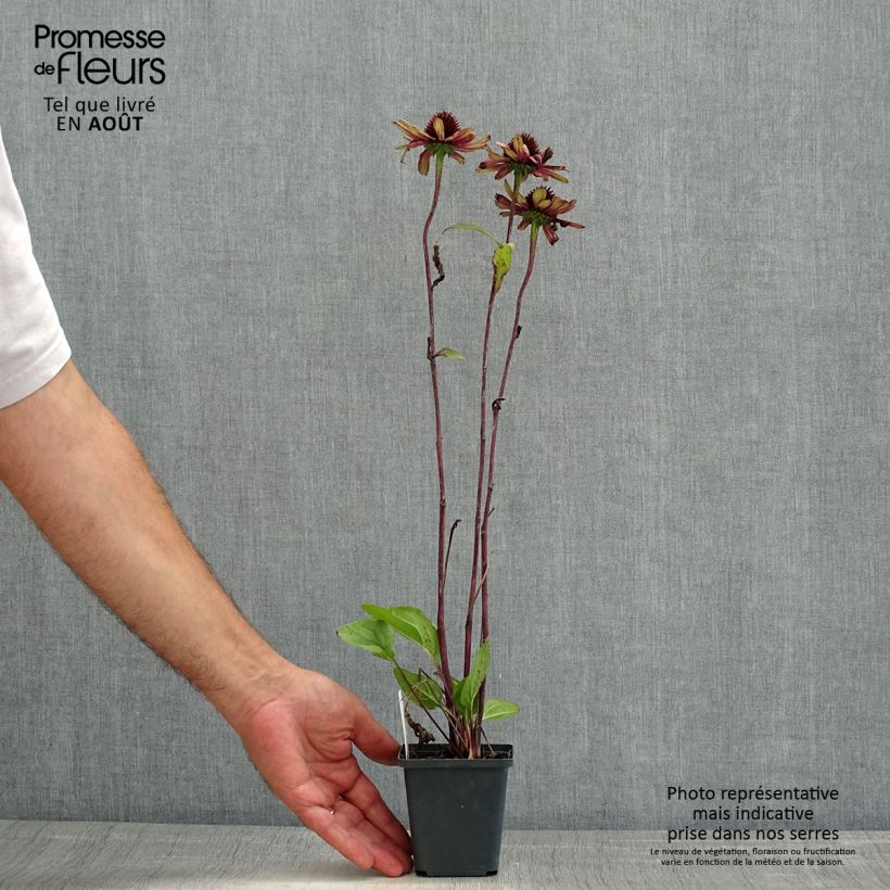 Ejemplar de Echinacea Sweet Sandia Maceta de 8/9 cm entregado en verano