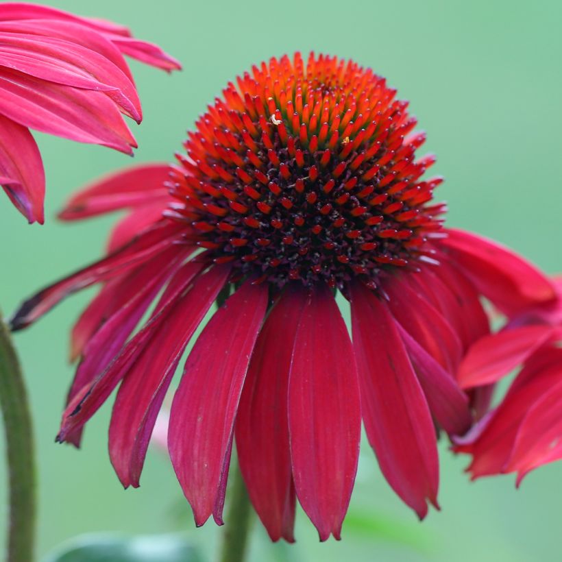 Echinacea purpurea Sombrero Baja Burgundy (Floración)