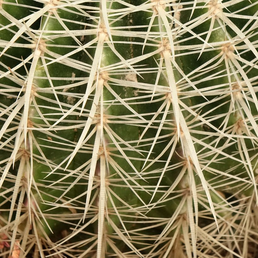 Asiento de la suegra - Echinocactus grusonii var. albispinus (Follaje)