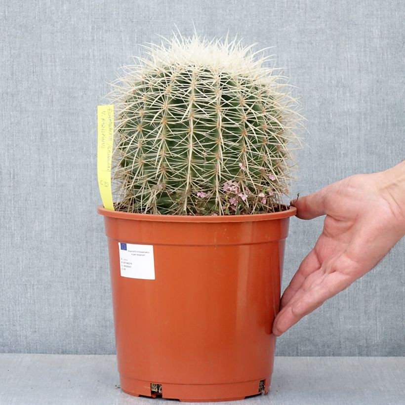Echinocactus grusonii var. albispinus - Coussin de Belle-mère Maceta 4L/5L Ejemplar entregado en la primavera