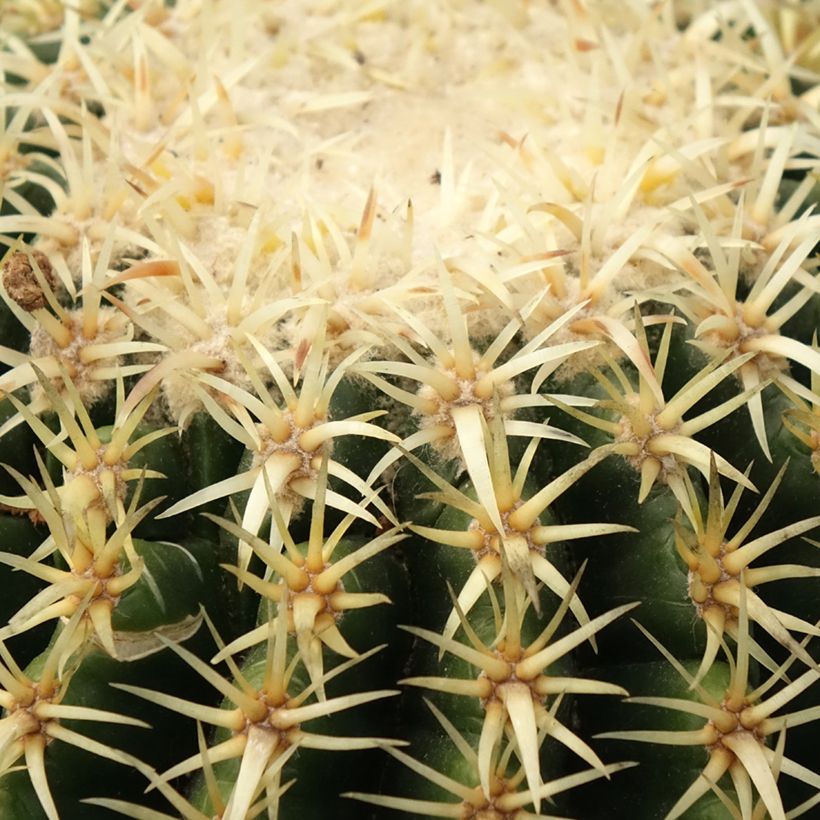 Asiento de la suegra - Echinocactus grusonii var. brevispinus (Follaje)