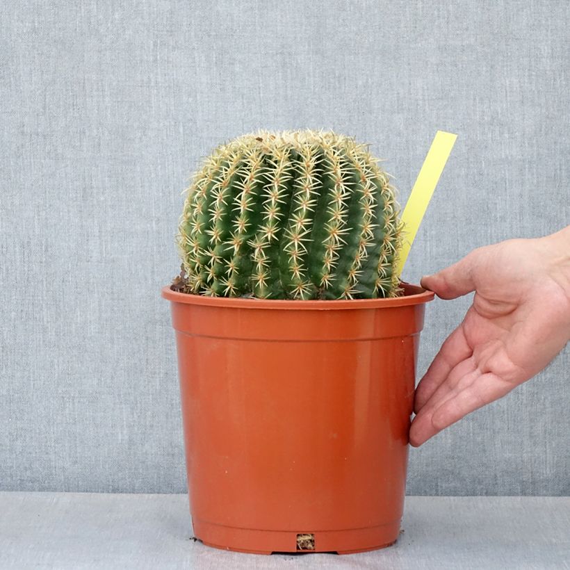 Echinocactus grusonii var. brevispinus - Coussin de Belle-mère Maceta 4L/5L Ejemplar entregado en la primavera