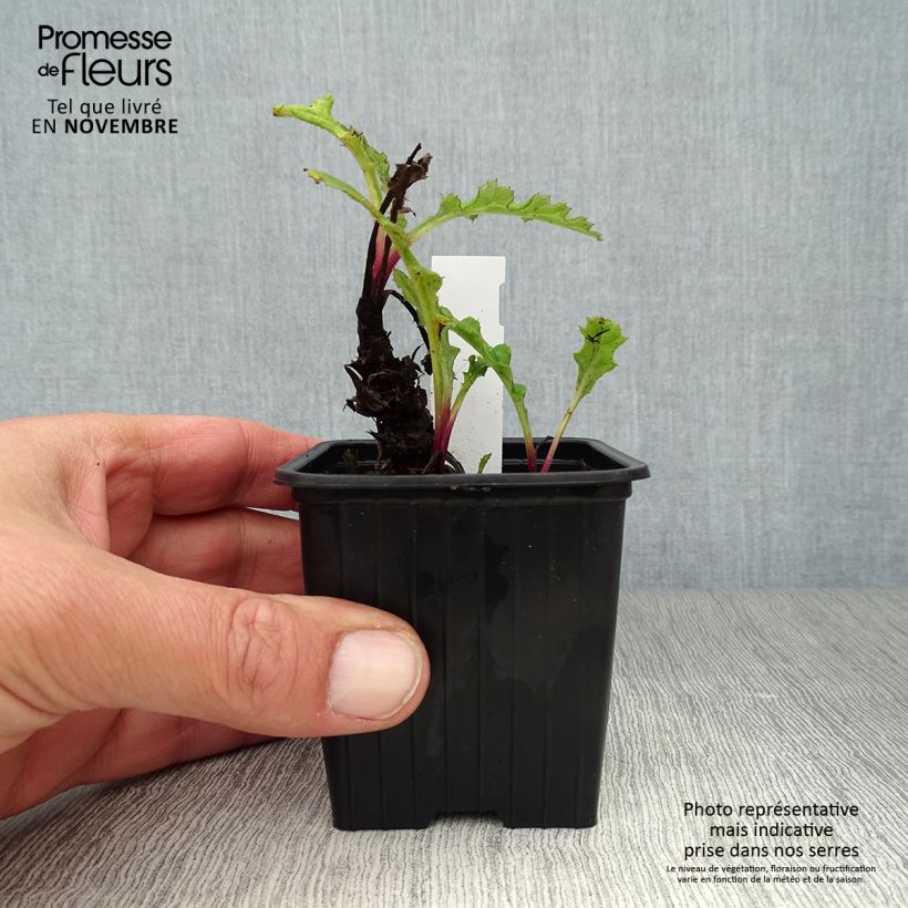Ejemplar de Echinops bannaticus Blue Globe - Cardo globo azul Maceta de 8/9 cm entregado en otoño