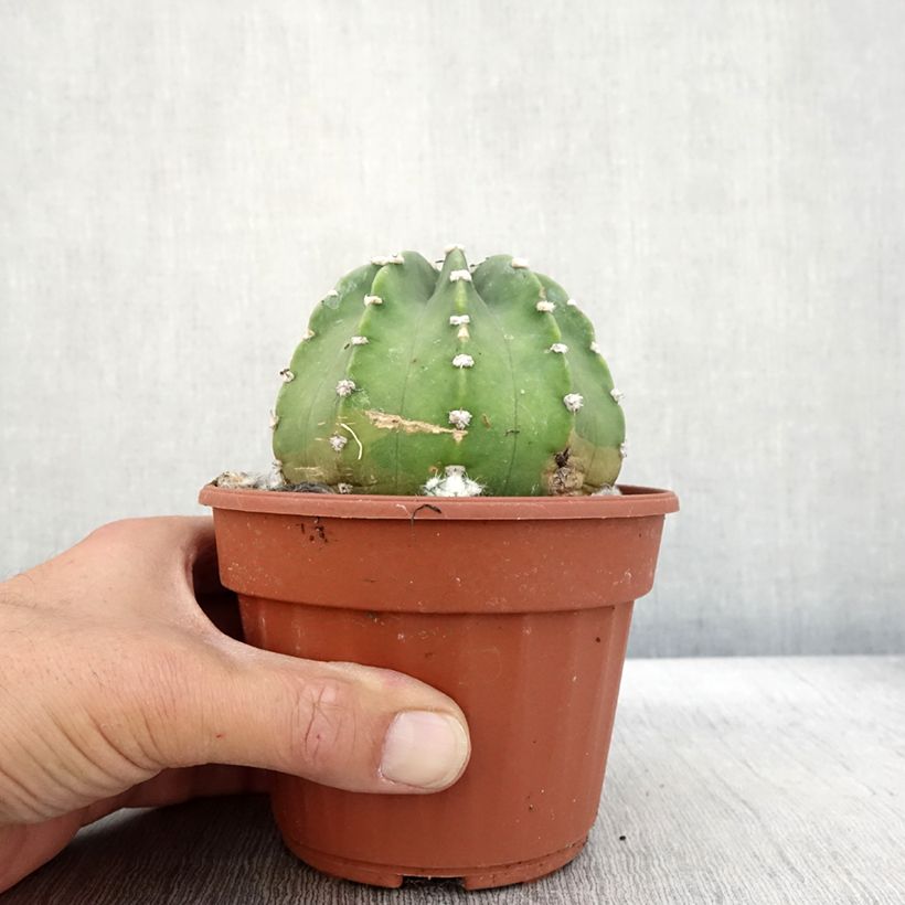 Ejemplar de Echinopsis subdenudata Maceta de 12 cm / 13 cm entregado en otoño