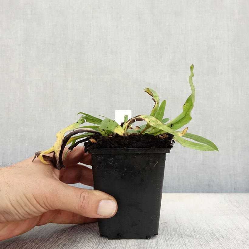 Ejemplar de Echium amoneum Red Fathers - Tajinaste Maceta de 8/9 cm entregado en otoño