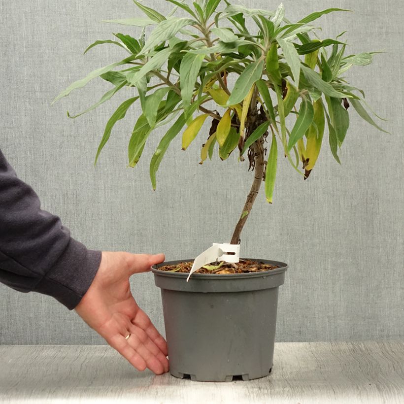 Ejemplar de Echium candicans - Tajinaste blanco Maceta 3L/4L entregado en verano