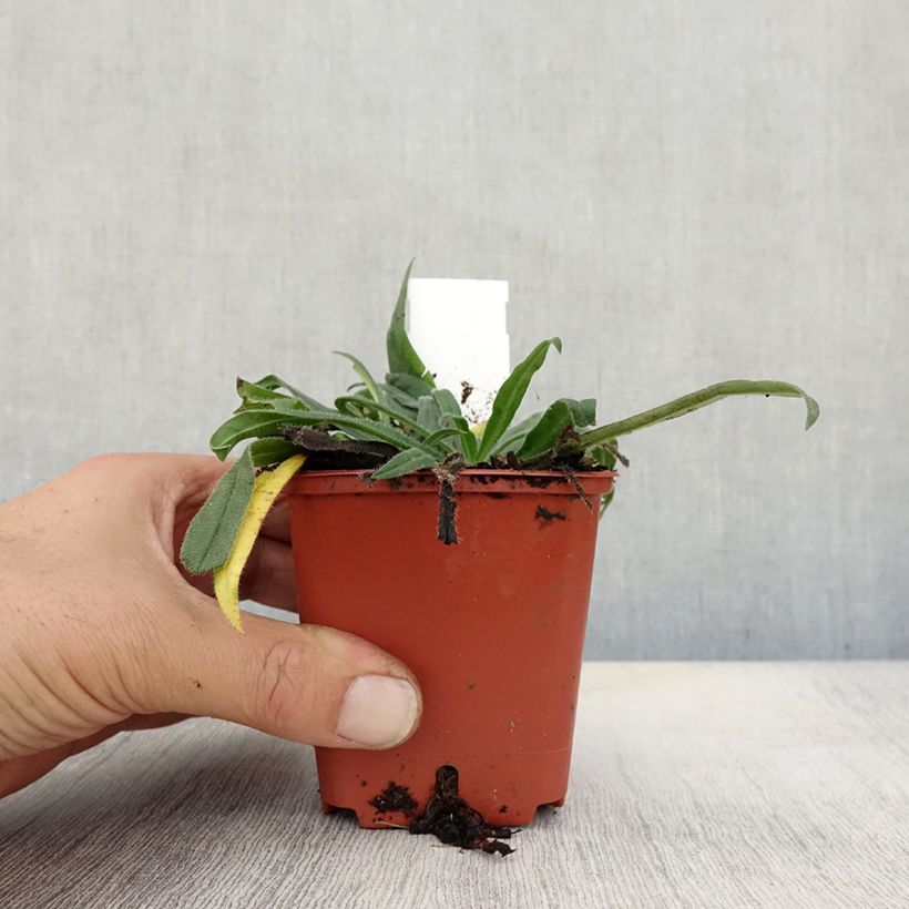 Ejemplar de Echium russicum - Tajinaste Maceta de 8/9 cm entregado en otoño