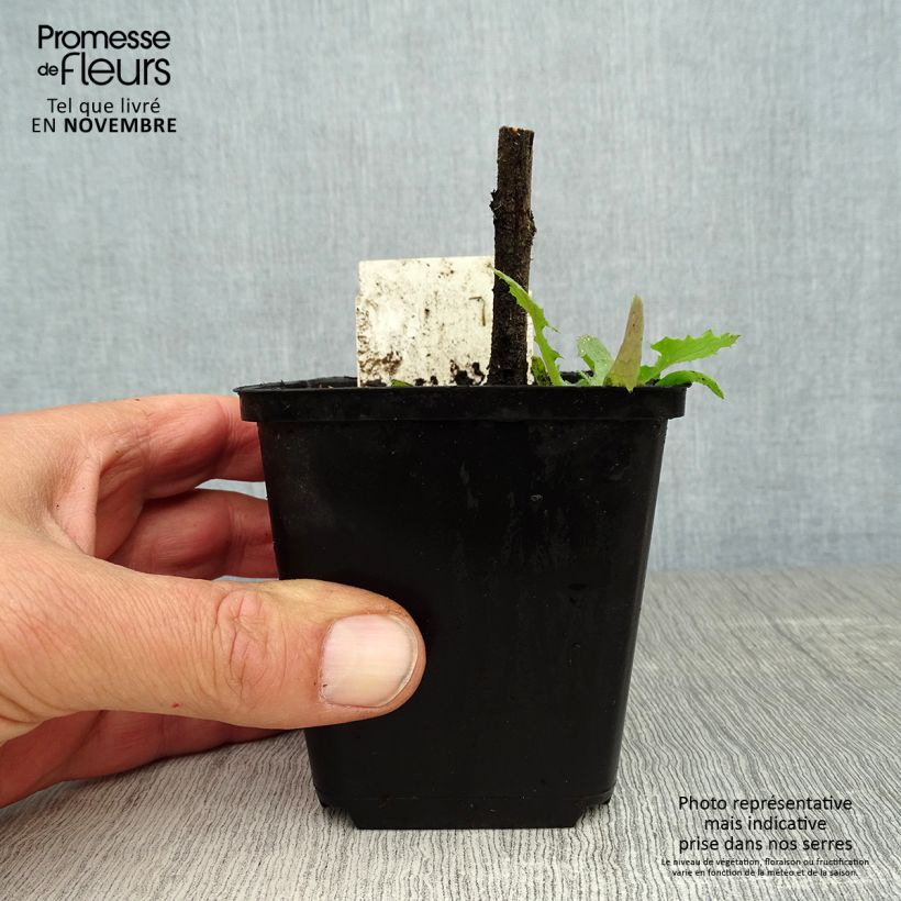Ejemplar de Echium vulgare Maceta de 8/9 cm entregado en otoño