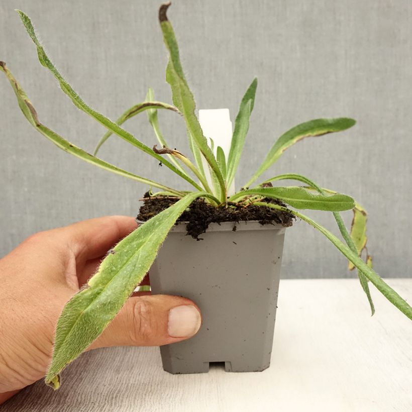 Ejemplar de Echium vulgare Godet de 9cm entregado en verano
