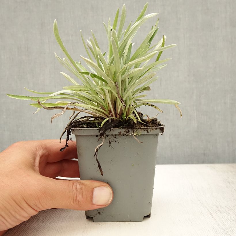 Ejemplar de Leontopodium alpinum - Flor de las nieves Maceta de 8/9 cm entregado en verano
